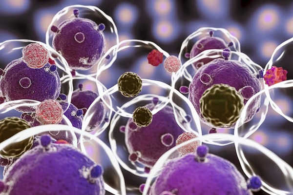 Stem Cells