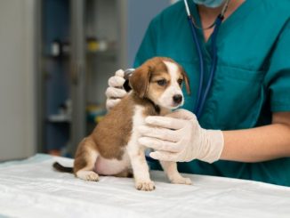 Best Vets In Istanbul