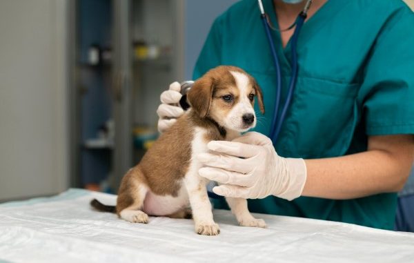 Best Vets In Istanbul