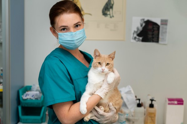 Veterinarian and owner caring for pet. Vets in Istanbul