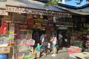 İstanbul Hayvanat Mağazaları