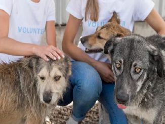 Animal defense associations