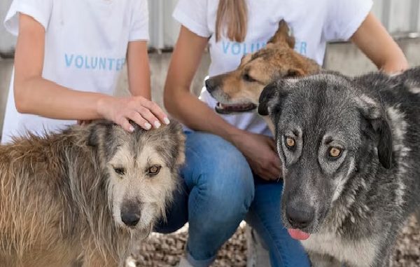 Animal defense associations
