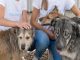 Animal defense associations