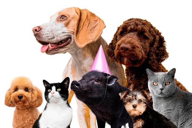 cute-pet-collage-isolated