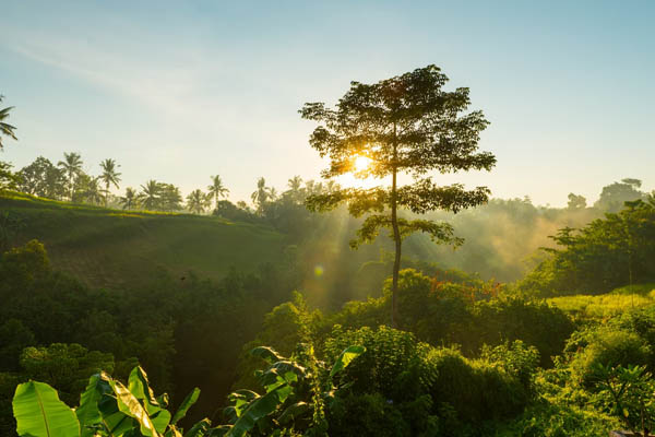 Sunrise-over-jungle-bali 