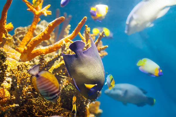 Multicolored-tropical-fish-coral 